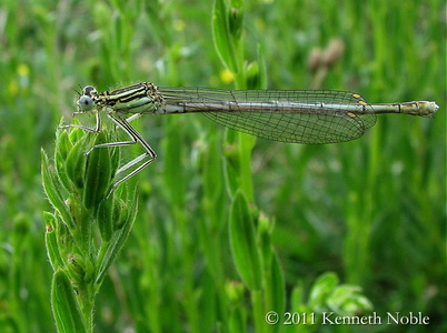 white-legged damselfly, male (Platycnemis pennipes) Kenneth Noble